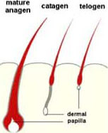 How Hair Grows Diagram